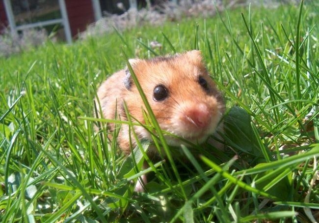 غذای همستر مینیاتوری