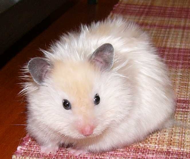 غذای همستر مینیاتوری