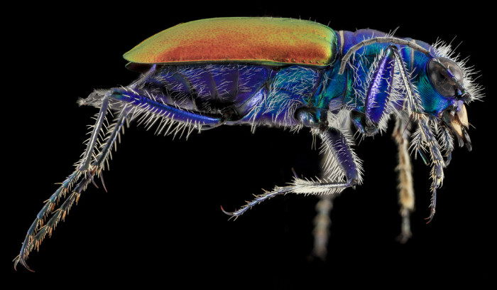 تصاویر جالب با کیفت عالی از حشرات
