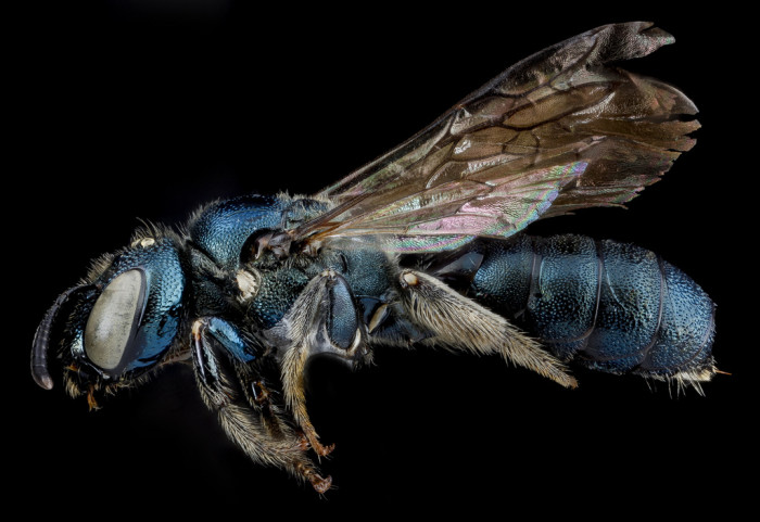 تصاویر جالب با کیفت عالی از حشرات