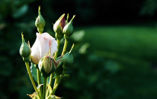 تصاویری زیبا از گل های زیبا سری شانزدهم