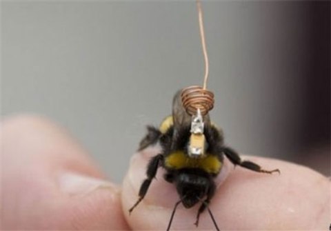 نصب کوچکترین سنسور روی زنبور ..!!