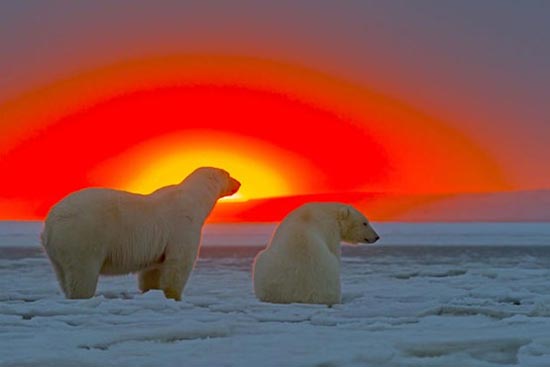 تصاویری زیبا از خرس قطبی