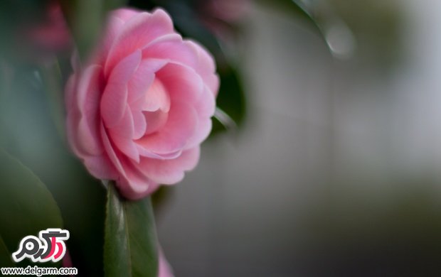 تصاویری زیبا از گل های زیبا سری 20