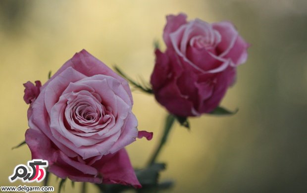 تصاویری زیبا از گل های زیبا سری 20
