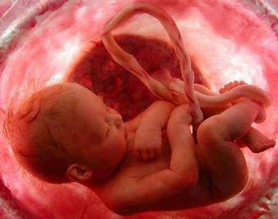 جنین در شکم مادر