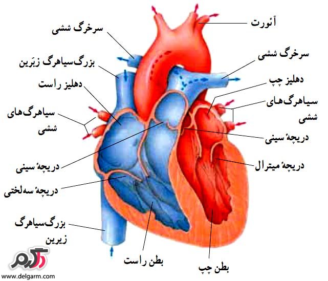 همه چیز در مورد قلب در بدن انسان