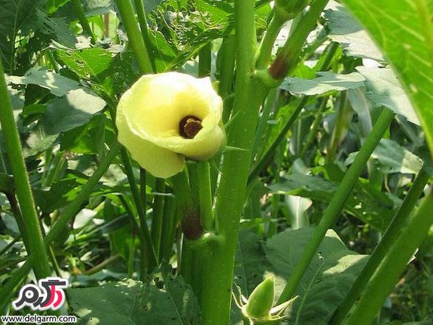 عکس بامیه
