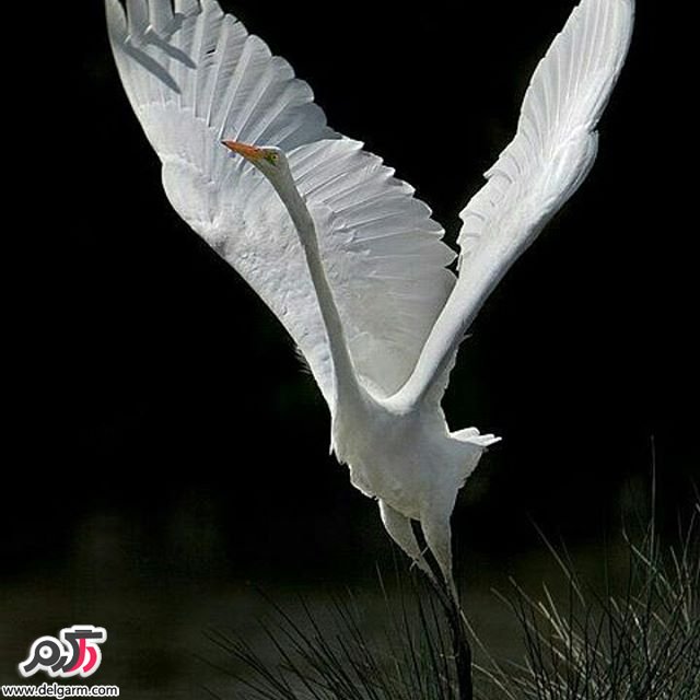  تصاویر طبیعت