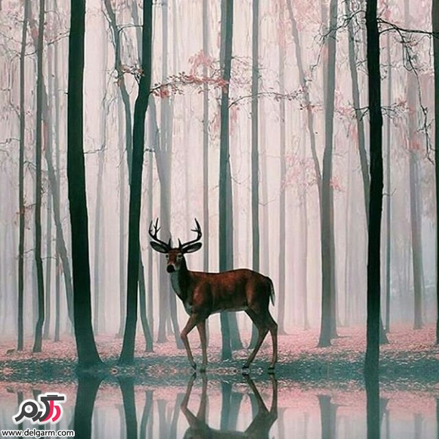  تصاویر طبیعت