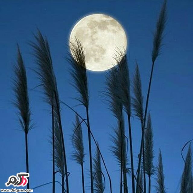  تصاویر طبیعت