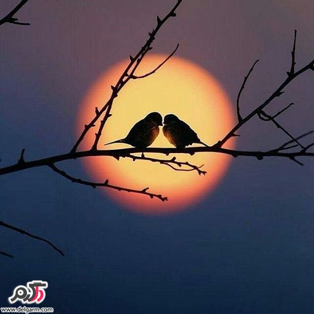  تصاویر طبیعت