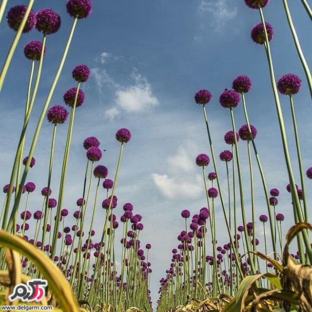  تصاویر طبیعت