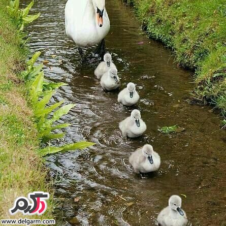  تصاویر طبیعت