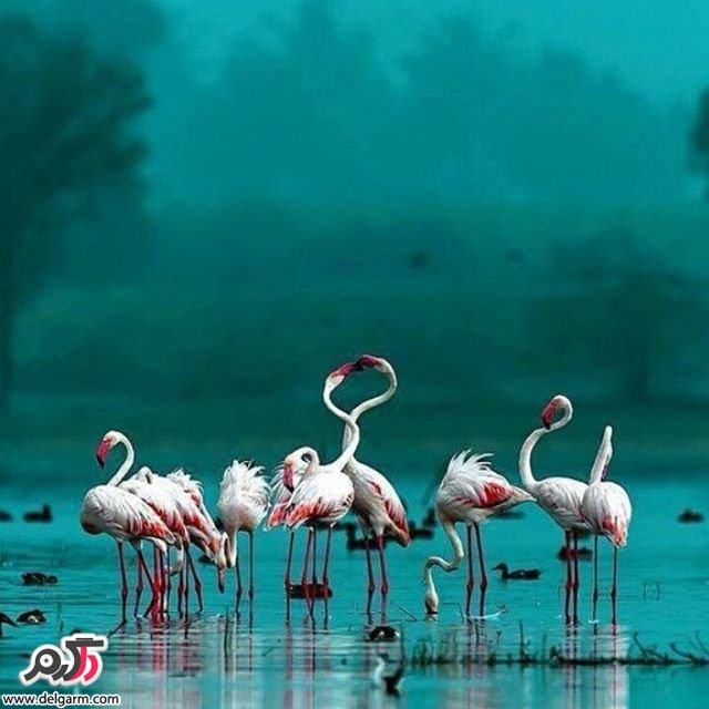  تصاویر طبیعت