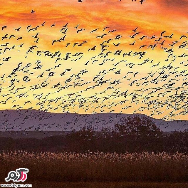  تصاویر طبیعت