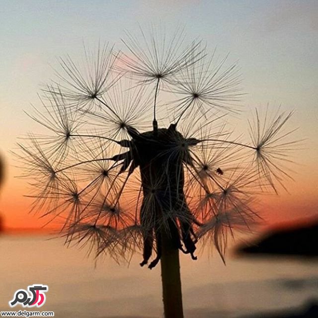  تصاویر طبیعت