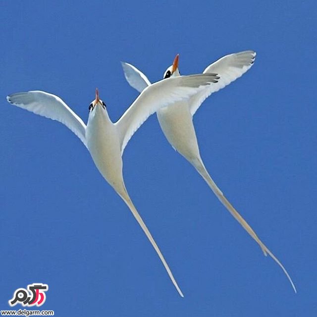  تصاویر طبیعت