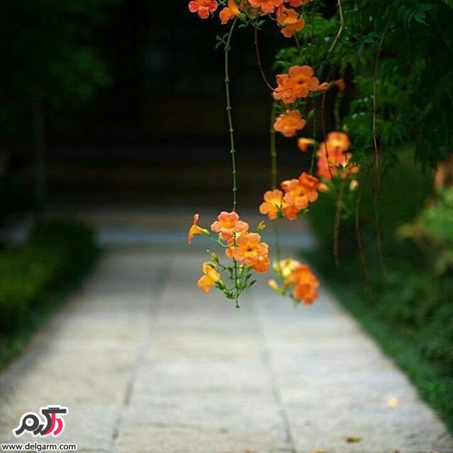  تصاویر طبیعت