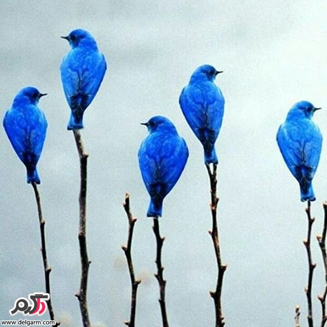  تصاویر طبیعت