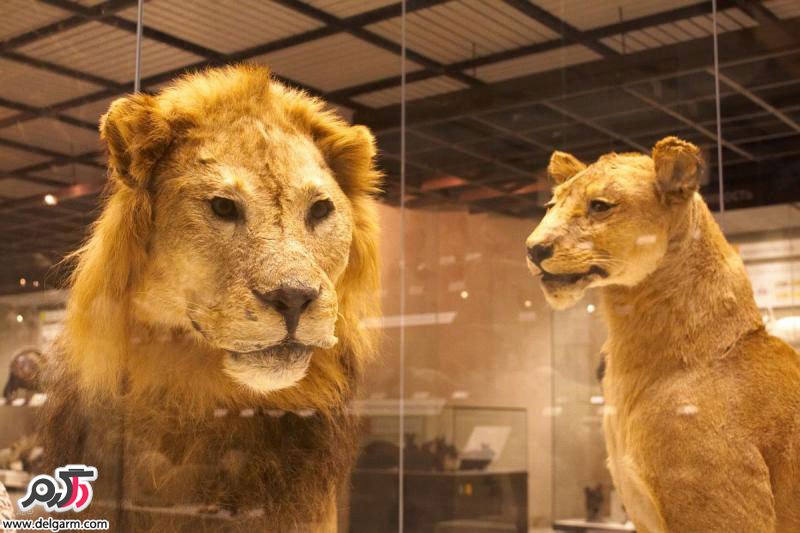 20 نمونه از حیوانات و پرندگان خشک شده در موزه ی ایران