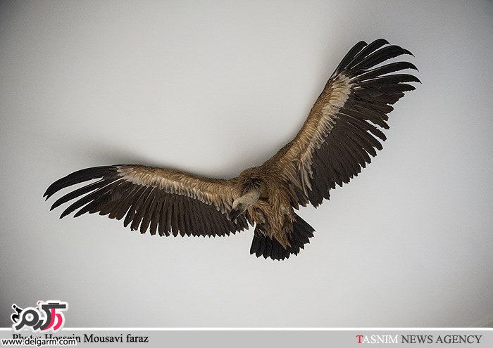 20 نمونه از حیوانات و پرندگان خشک شده در موزه ی ایران