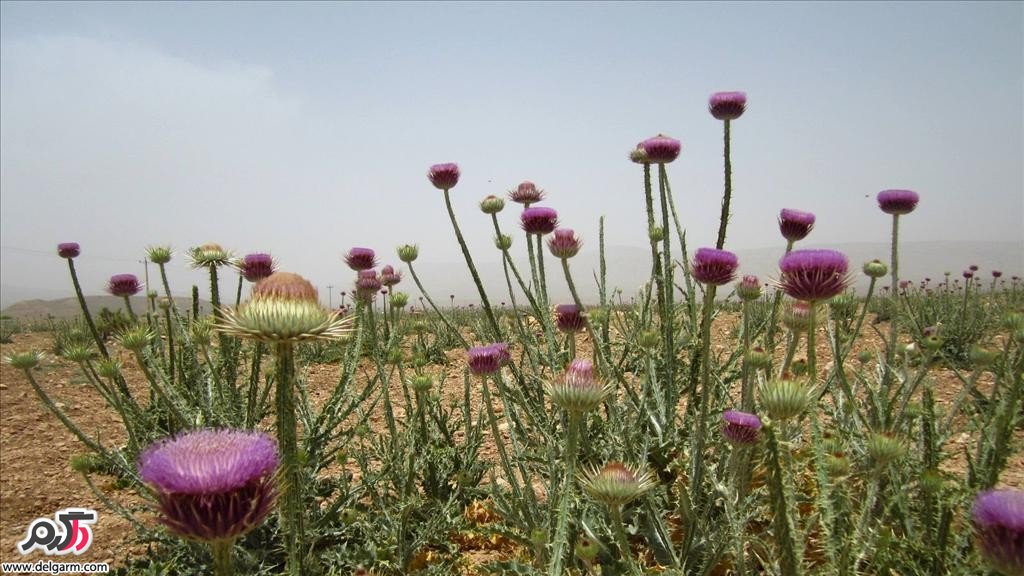 فواید گیاه خارمریم