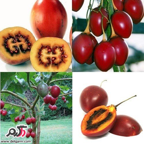 تاماریلو - TAMARILLO تاماریلو - TAMARILLO