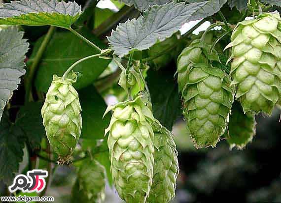 کاربرد و خواص درمانی گیاه رازک کاربرد و خواص درمانی گیاه رازک