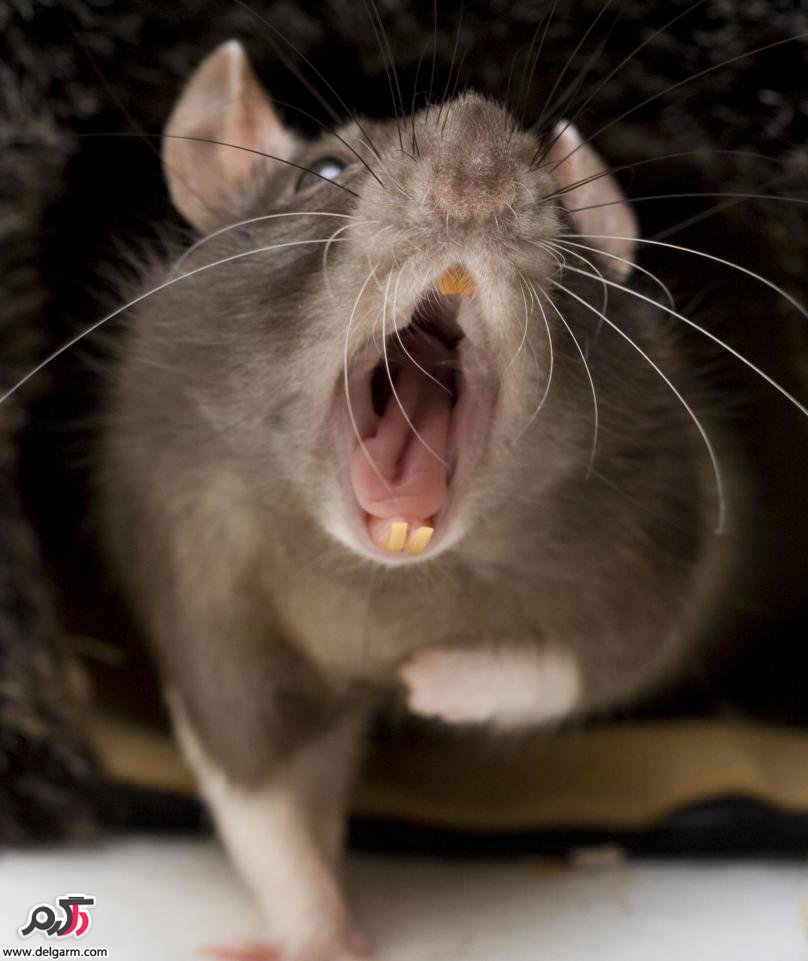 موش‌ها شناخت و روش مبارزه با آنها