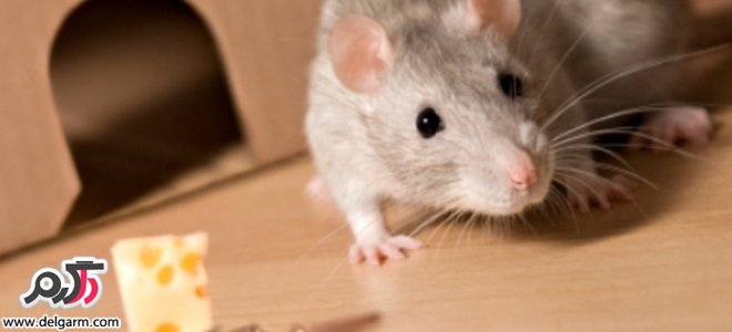 موش‌ها شناخت و روش مبارزه با آنها