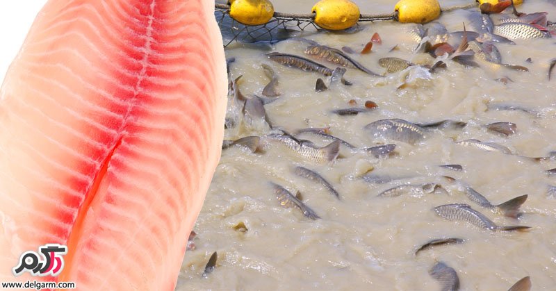 خواص و مضرات ماهی تیلاپیا خواص و مضرات ماهی تیلاپیا