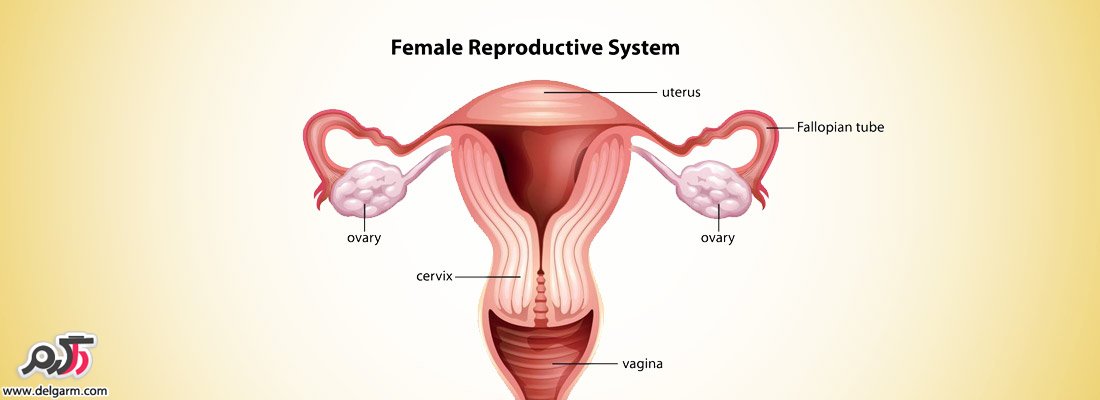 گشادی واژن در زنان؛ علل و روشهای درمان گشادی واژن 
