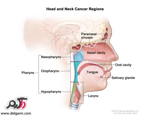 علائم؛پیشگیری و درمان سرطان سر و گردن