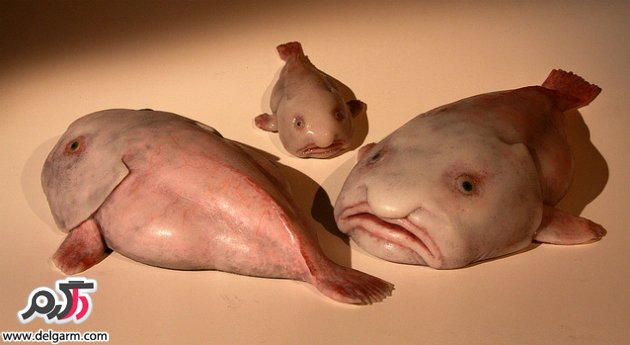 زشت ترین ماهی دنیا را ببینید 