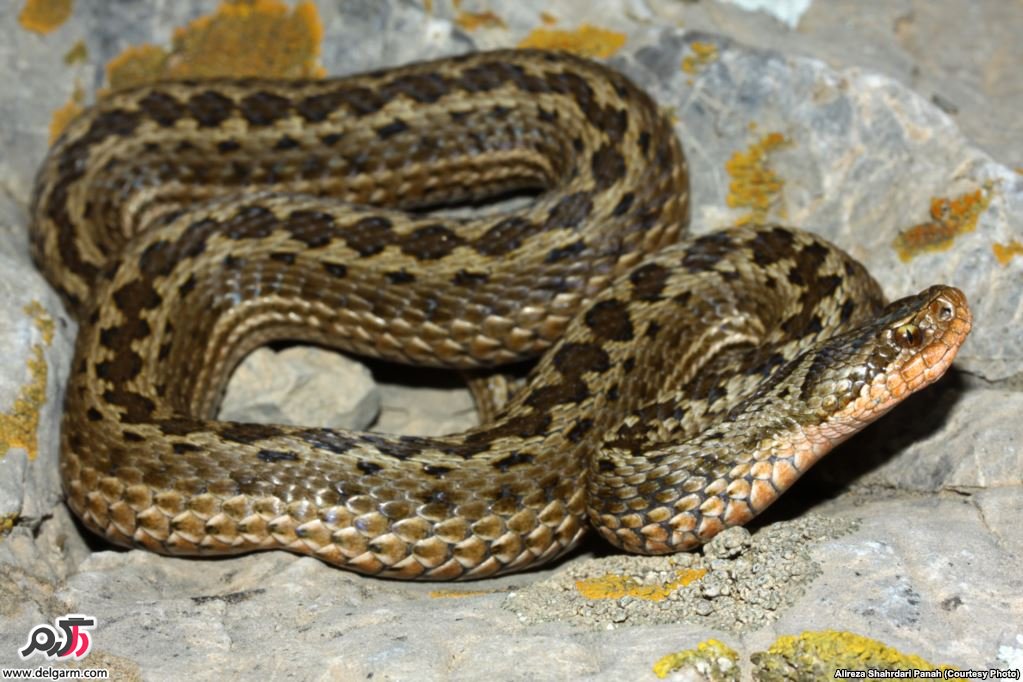 افعی سوسن افعی سوسن
