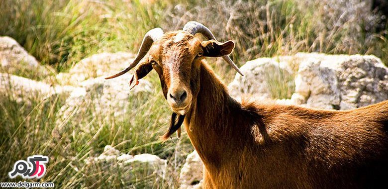 جشن های عجیب و غریب جشن های عجیب و غریب