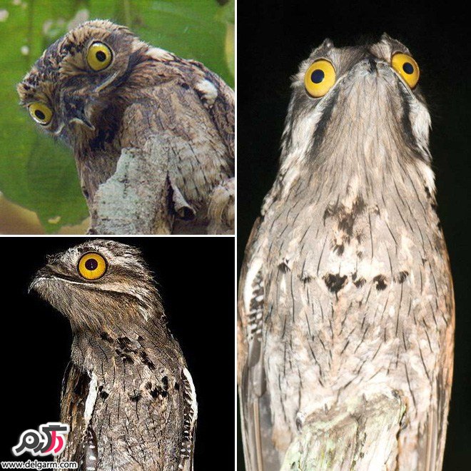potoo bird