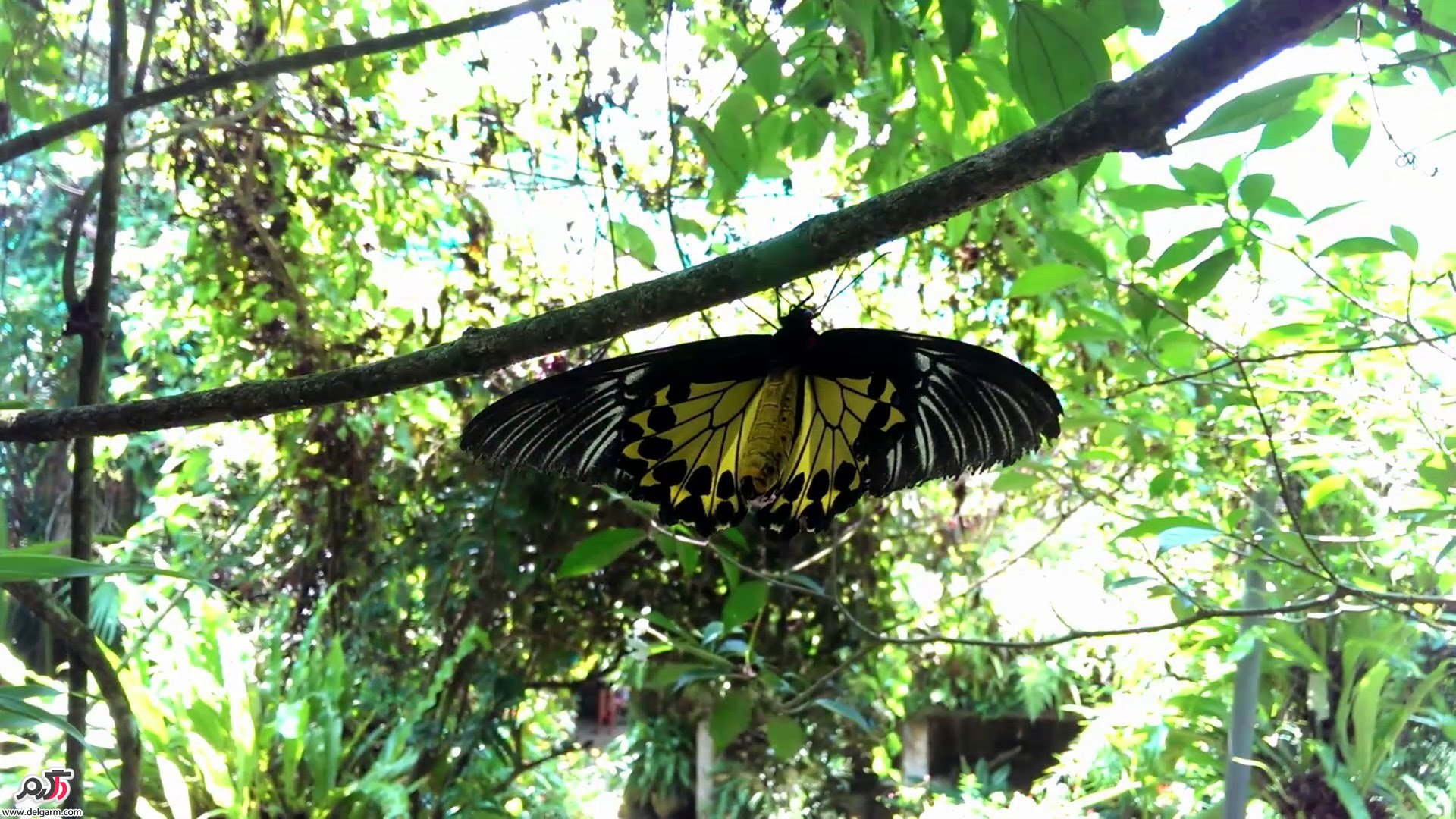  پارک پروانه های کوالالامپور