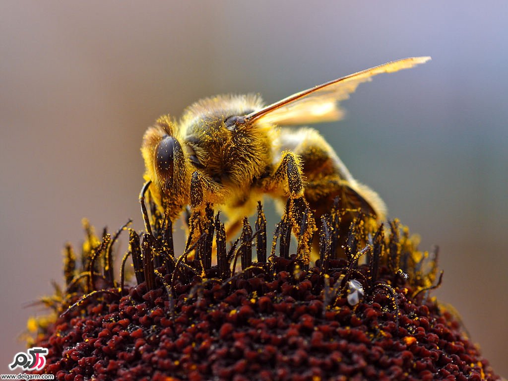 فواید نیش زنبور برای بدن