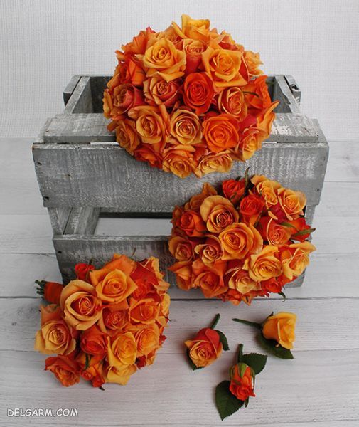 گالری عکس های گل رز نارنجی عاشقانه