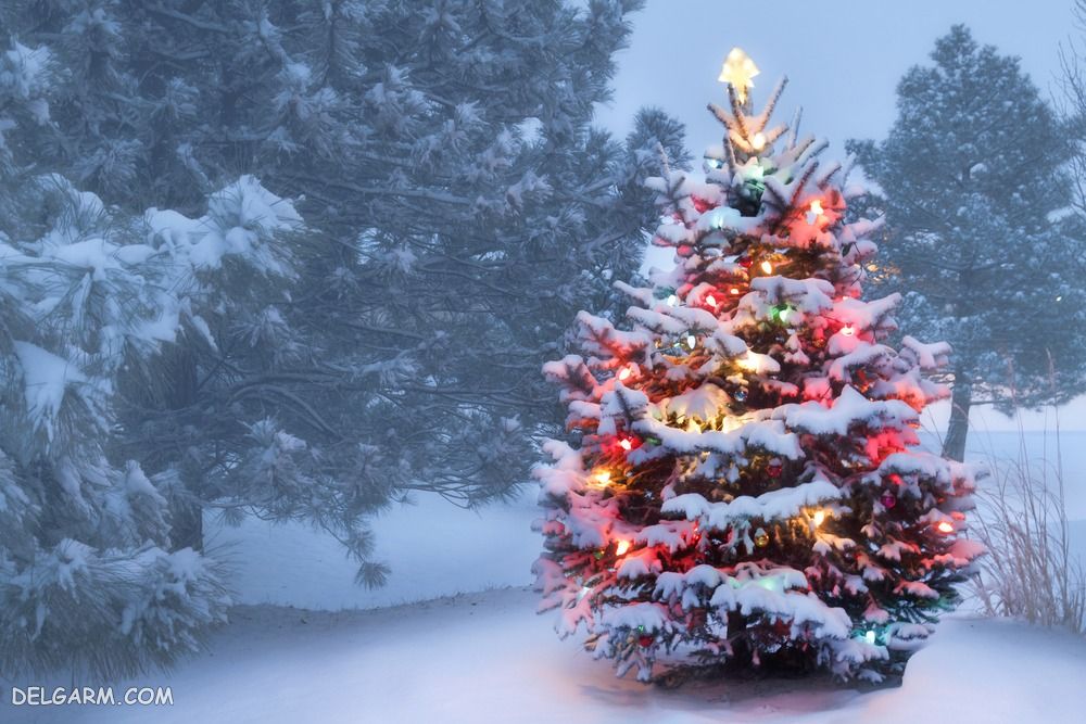 درخت کریسمس دست دوم