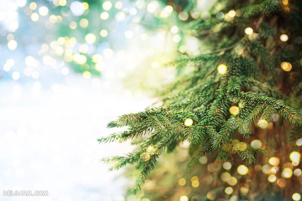 درخت کریسمس دست دوم