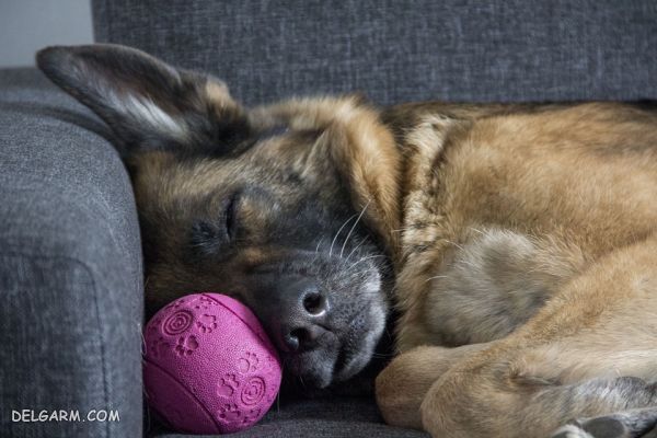 سگ نژاد ژرمن شپرد (German Shepherd): سگ اصیل آلمانی عکس