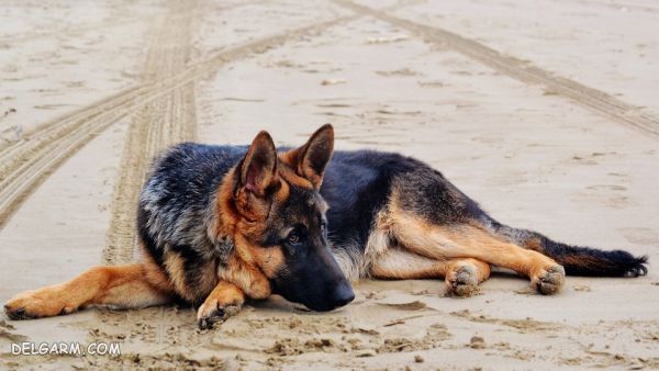 سگ نژاد ژرمن شپرد (German Shepherd): سگ اصیل آلمانی عکس