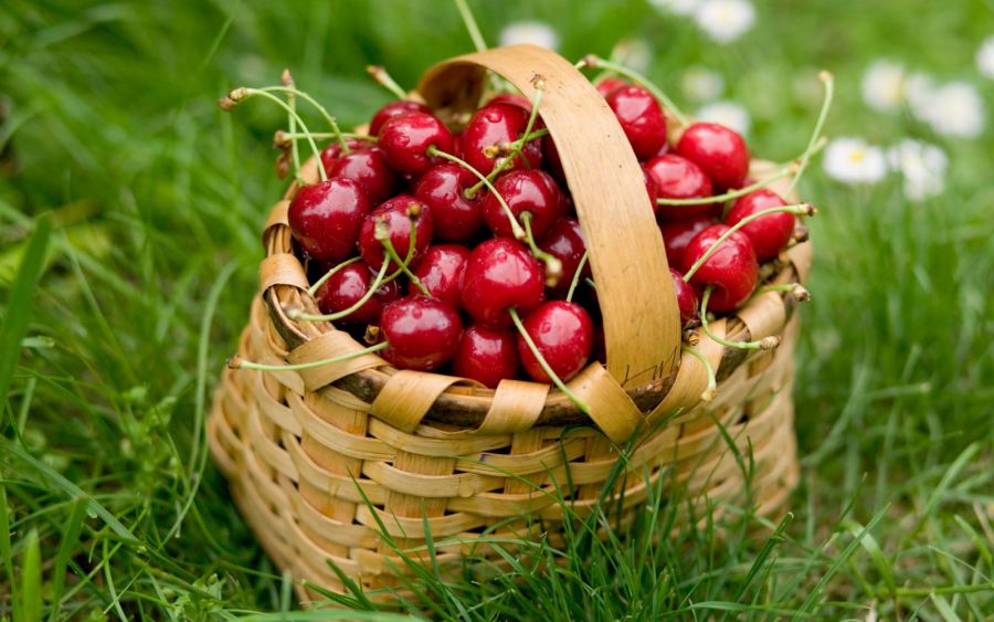 آشنایی با اصول کاشت و نگهداری درخت گیلاس