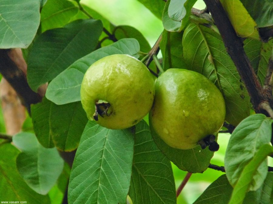 چگونه درخت گواوا بکاریم؟