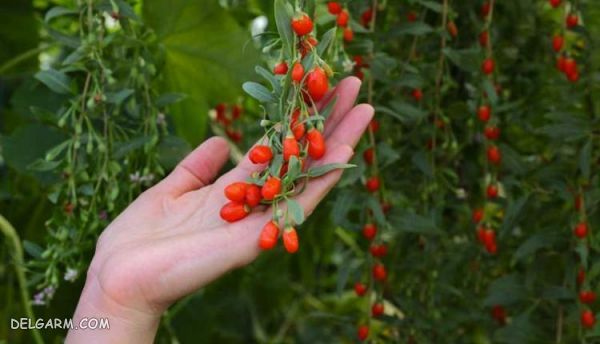 اصول کاشت و تکثیر گوجی بری