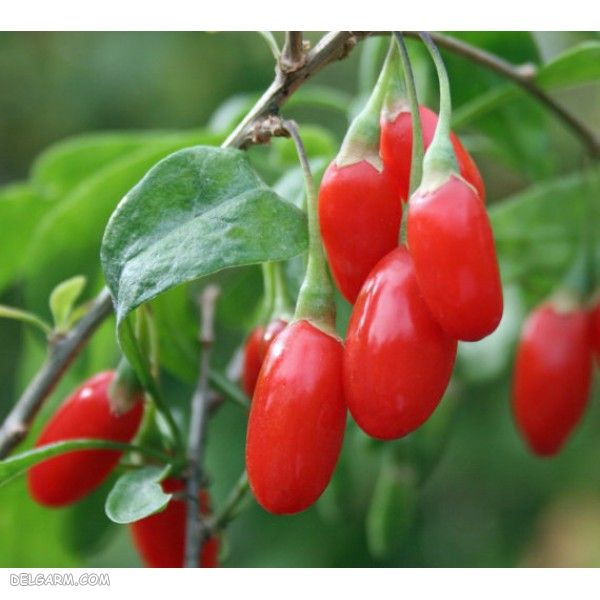اصول کاشت و تکثیر گوجی بری