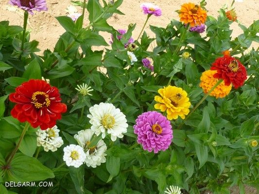 راهنمای کاشت و نگهداری گل آهار